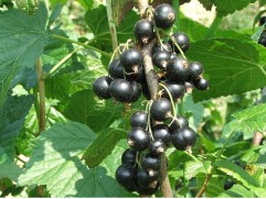 Смородина черная Смородина черная
