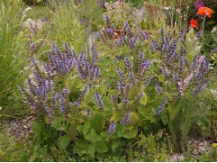 Шалфей дубравный 