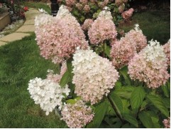 Гортензия метельчатая Гортензия метельчатая