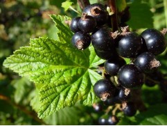 Смородина черная 