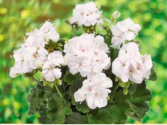 Пеларгония зональная Пеларгония зональная