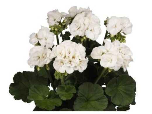 Пеларгония зональная Пеларгония зональная