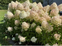 Гортензия метельчатая Гортензия метельчатая
