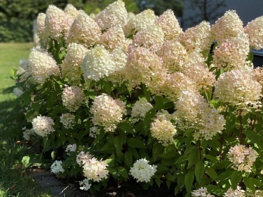 Гортензия метельчатая Гортензия метельчатая