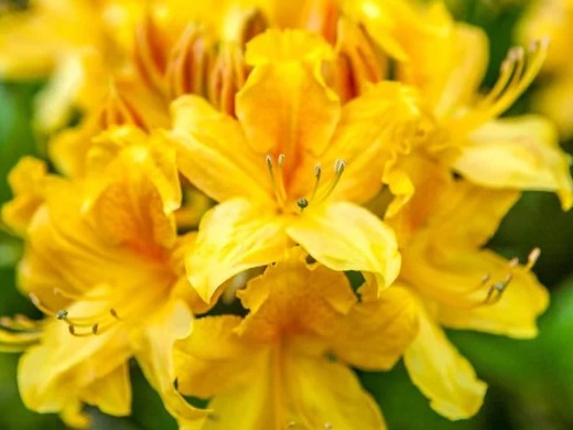 Рододендрон листопадный 