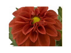 Георгина однолетняя 