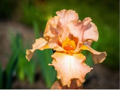 Ирис германский 