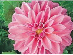 Георгина однолетняя 