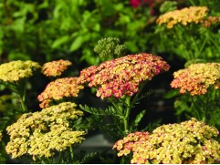 Тысячелистник обыкновенный 