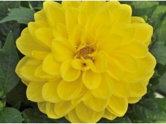 Георгина однолетняя 