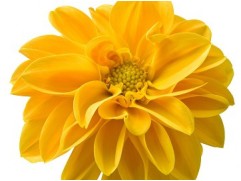 Георгина однолетняя 