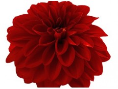 Георгина однолетняя 