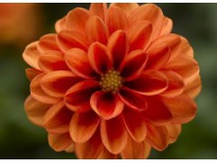 Георгина однолетняя 