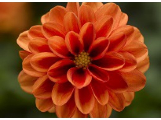 Георгина однолетняя Георгина однолетняя