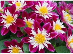 Георгина однолетняя 