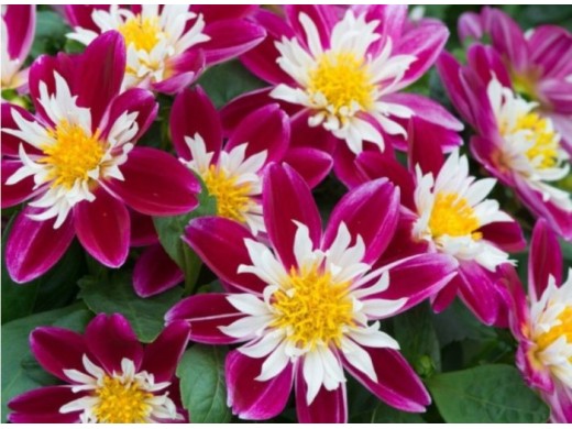 Георгина однолетняя Георгина однолетняя