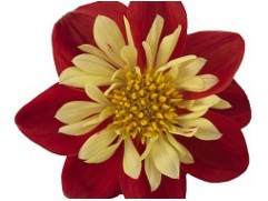 Георгина однолетняя 