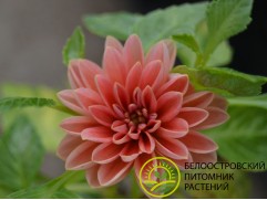 Георгина однолетняя 