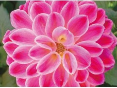 Георгина однолетняя 