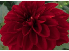 Георгина однолетняя 