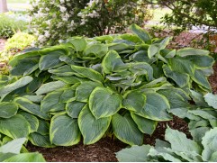 Хоста гибридная 