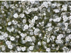 Гипсофила метельчатая 