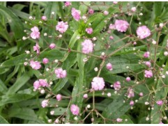 Гипсофила метельчатая 