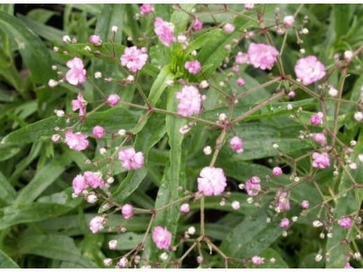 Гипсофила метельчатая Гипсофила метельчатая