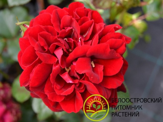 Роза шраб Роза шраб