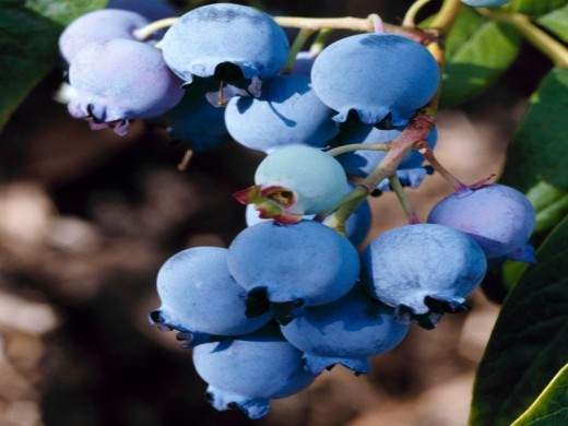 Голубика высокорослая Голубика высокорослая