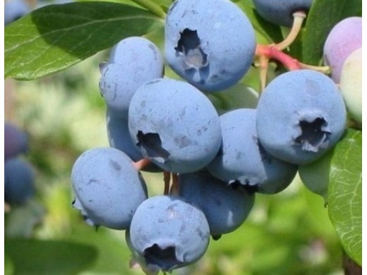 Голубика высокорослая Голубика высокорослая