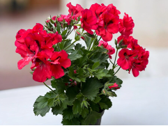 Пеларгония Grandiflorum Elegance Anna Контейнер 1,0л Пеларгония Grandiflorum Elegance Anna Контейнер 1,0л