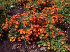 Лапчатка кустарниковая Лапчатка кустарниковая