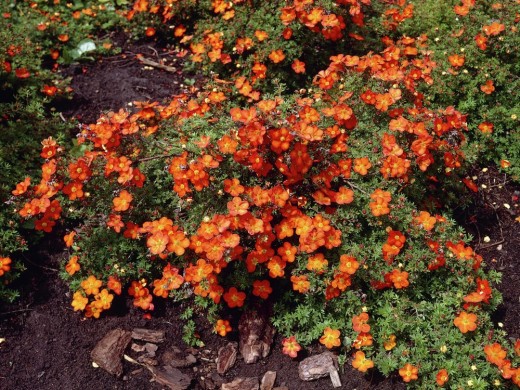 Лапчатка кустарниковая Лапчатка кустарниковая