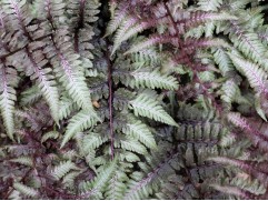 Кочедыжник ниппонский 