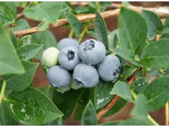 Голубика высокорослая Голубика высокорослая