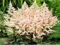 Астильба Арендса 