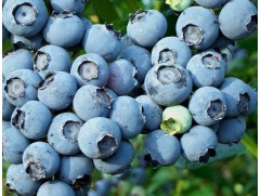 Голубика высокорослая Голубика высокорослая