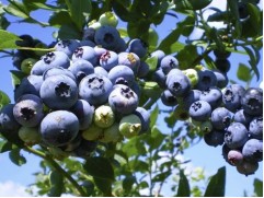 Голубика высокорослая Голубика высокорослая