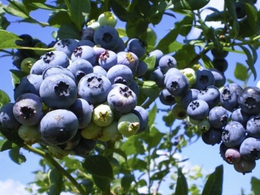 Голубика высокорослая Голубика высокорослая