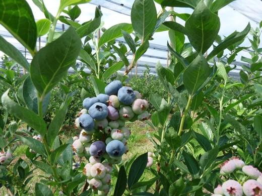 Голубика высокорослая Голубика высокорослая