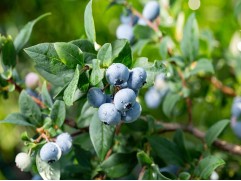 Голубика высокорослая Голубика высокорослая