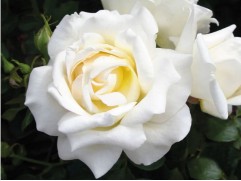 Роза чайно-гибридная 