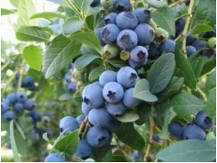 Голубика высокорослая Голубика высокорослая