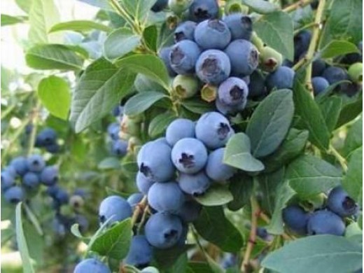 Голубика высокорослая Голубика высокорослая