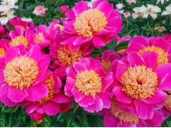 Пион молочноцветковый 