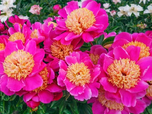 Пион молочноцветковый Пион молочноцветковый