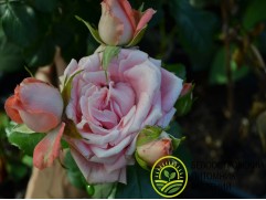 Роза спрей Роза спрей