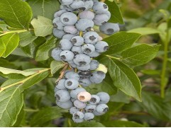 Голубика высокорослая Голубика высокорослая