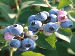 Голубика высокорослая Голубика высокорослая